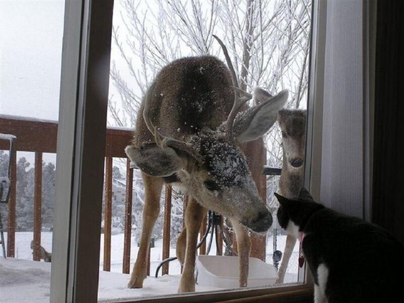 Deer at Window