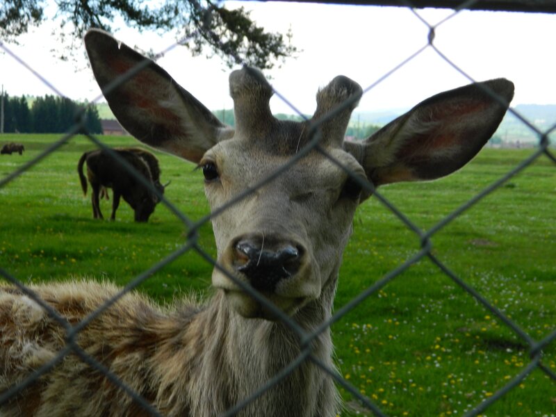 deer behind a fence