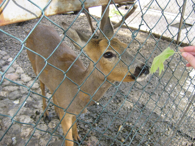 Deer Behind Fence — Brown, Calm, Afternoon