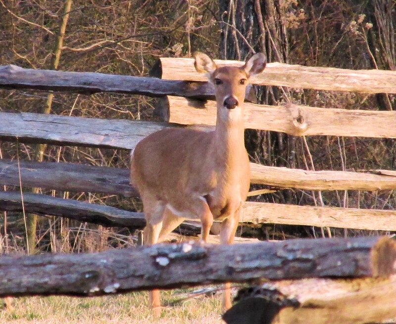Deer Behind Fence — Brown, Calm