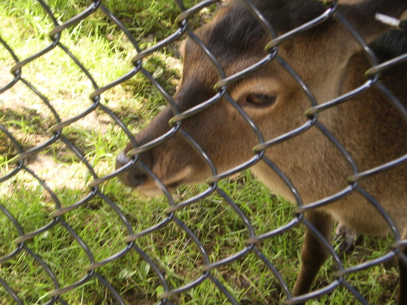 Deer Behind Fence — Green, Calm