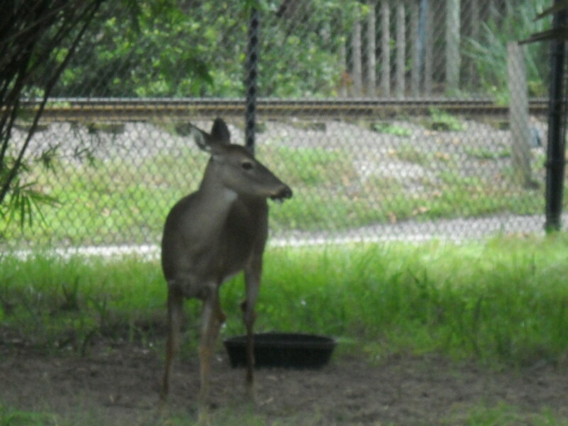 Deer Behind Fence — Green