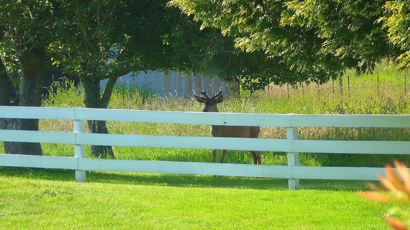 Deer Behind Fence