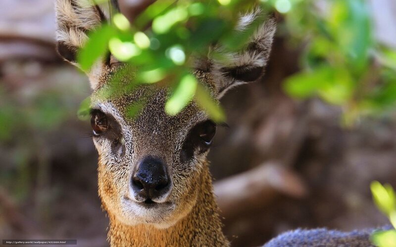 Deer Behind Leaves