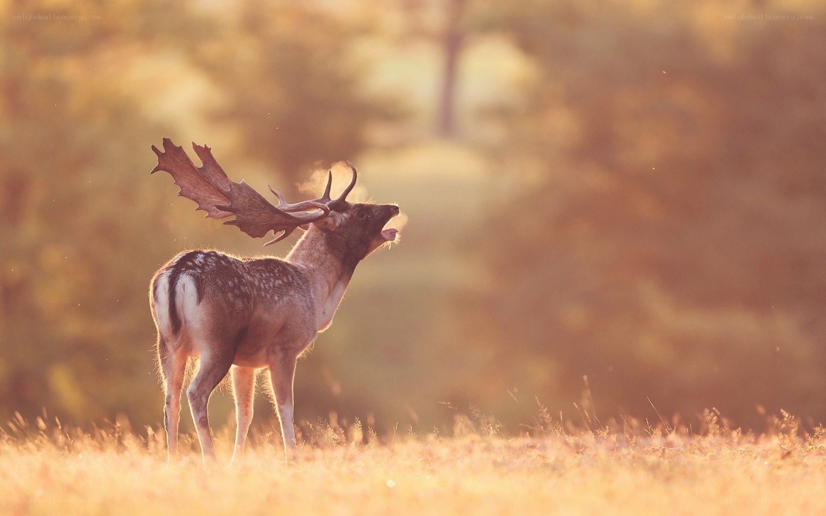 Deer bellowing in golden light