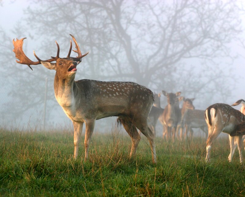 Deer buck in foggy field