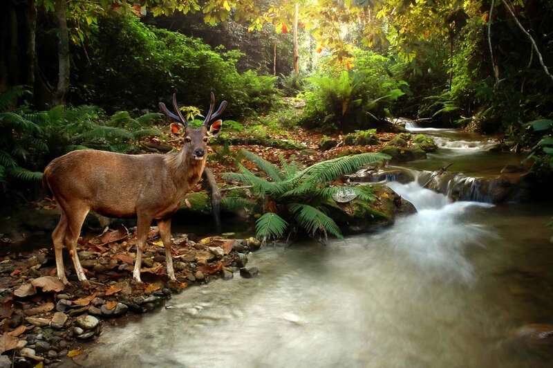 Deer by a forest stream
