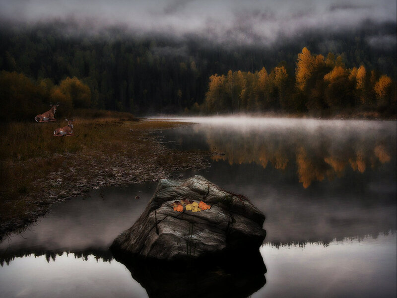 Deer by a Lake — Gray
