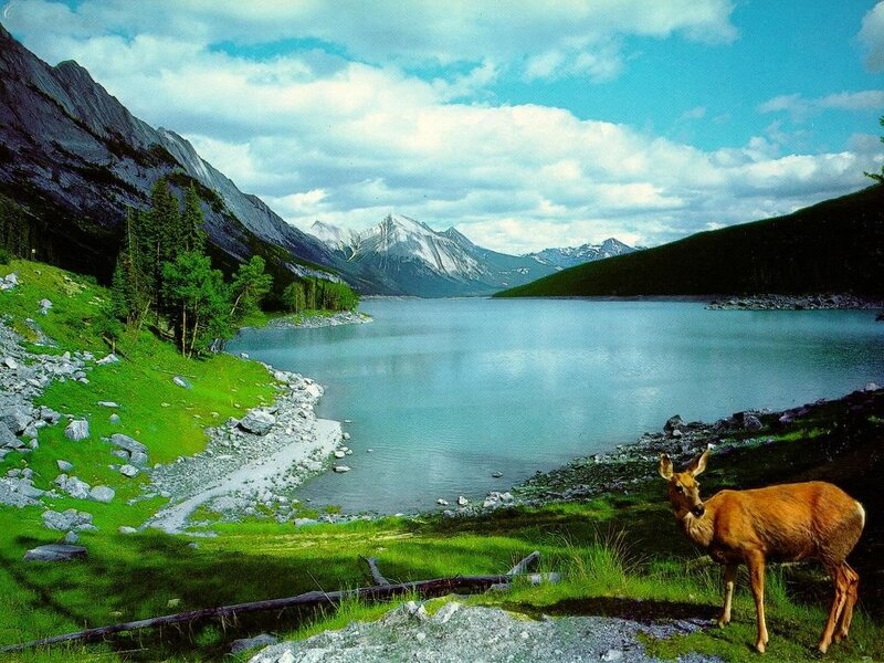 Deer by a Lake — Green, Serene, Afternoon