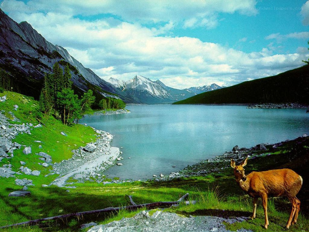 Deer by a mountain lake