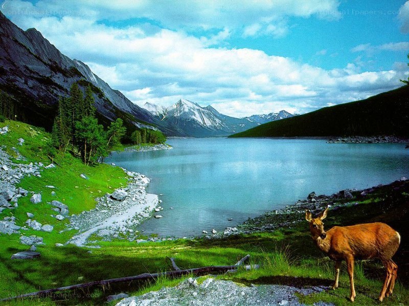Deer by a mountain lake