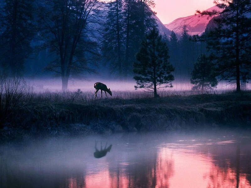 Deer by a River — Purple