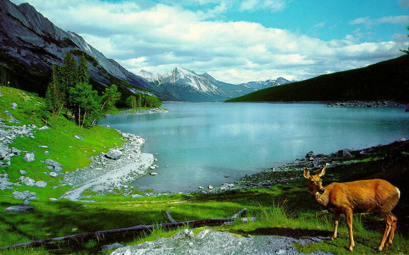 Deer by Lake — Green