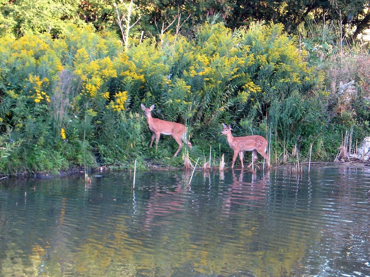 Deer by the water's edge
