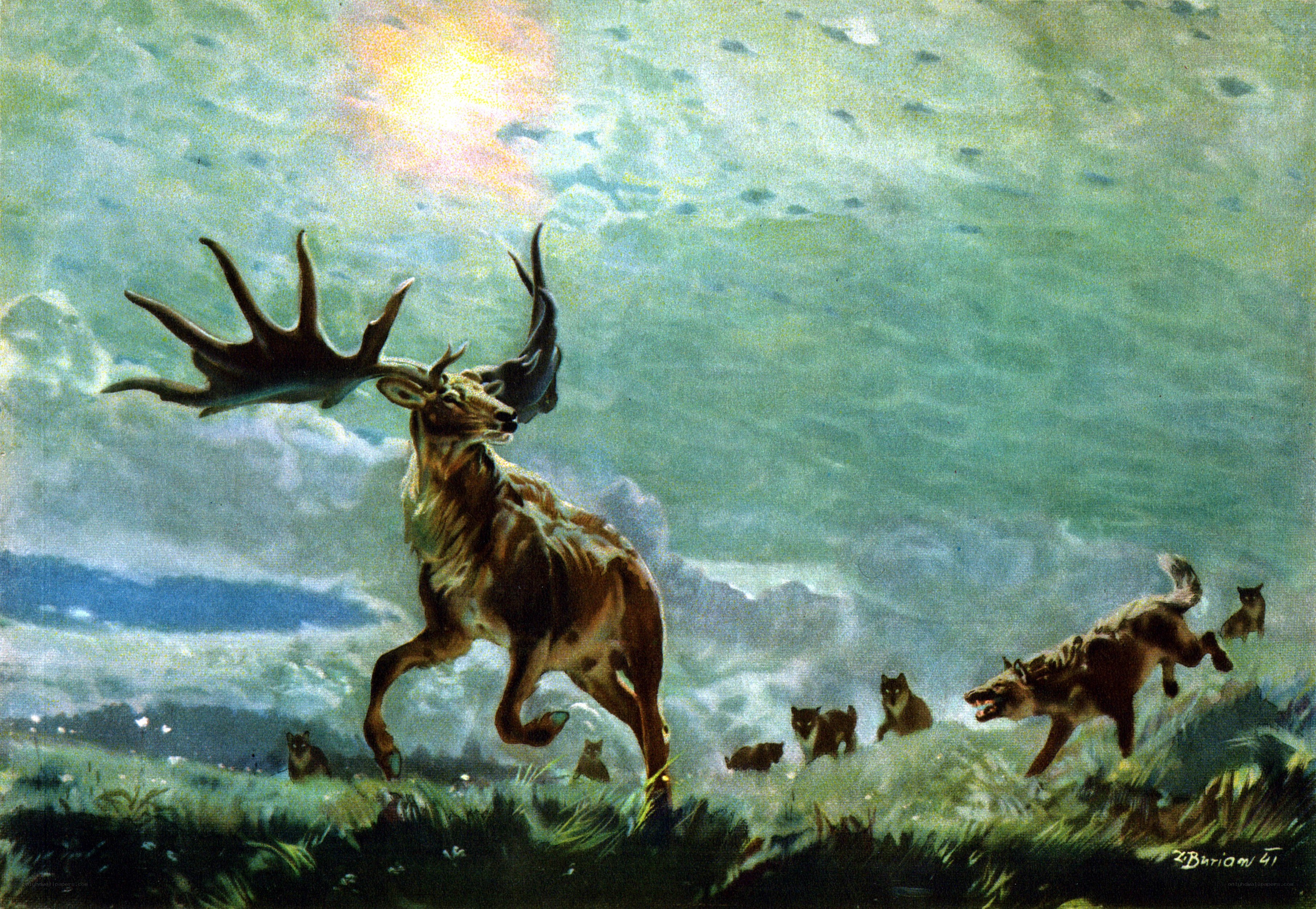 Deer chased by wolves