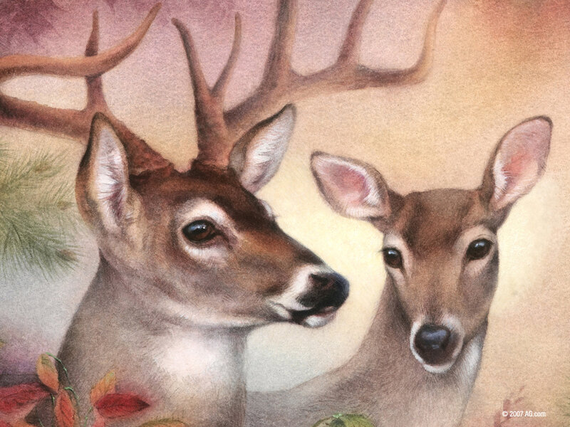 Deer couple in autumn