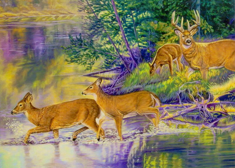 Deer Crossing a River