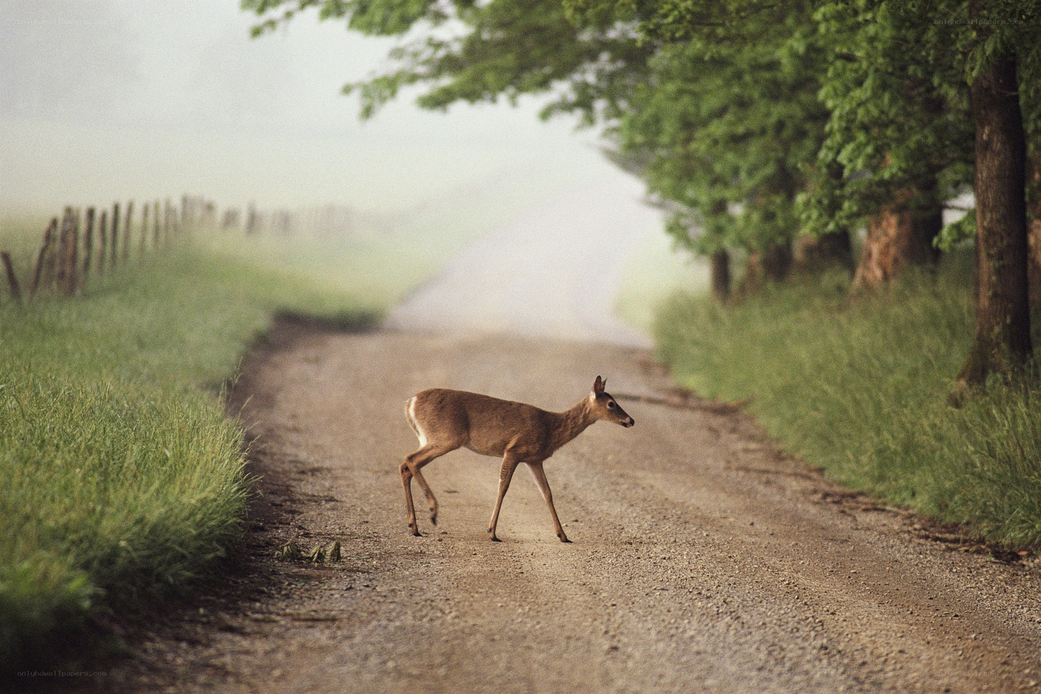 Deer crossing a rural road