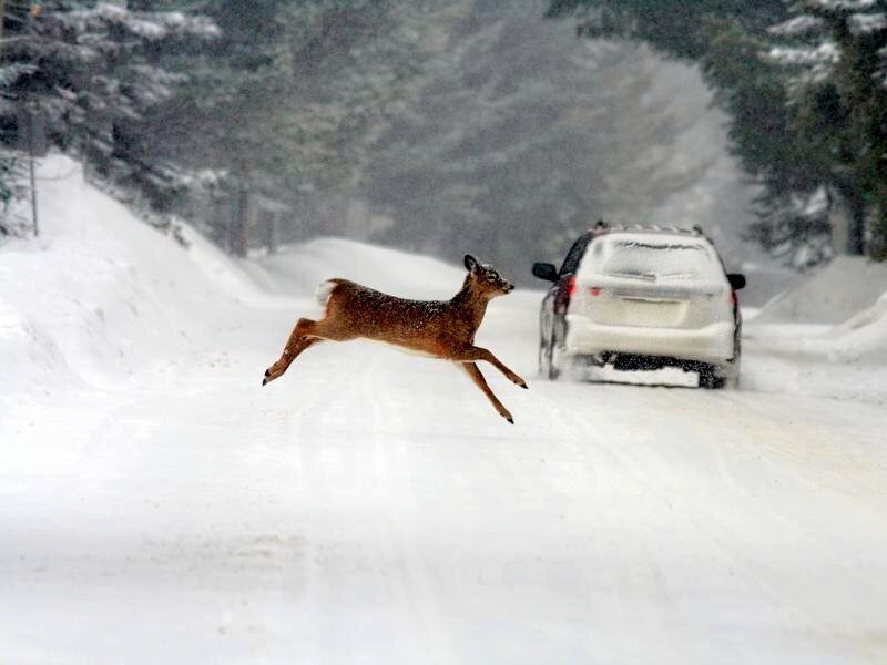 Deer crossing snowy road