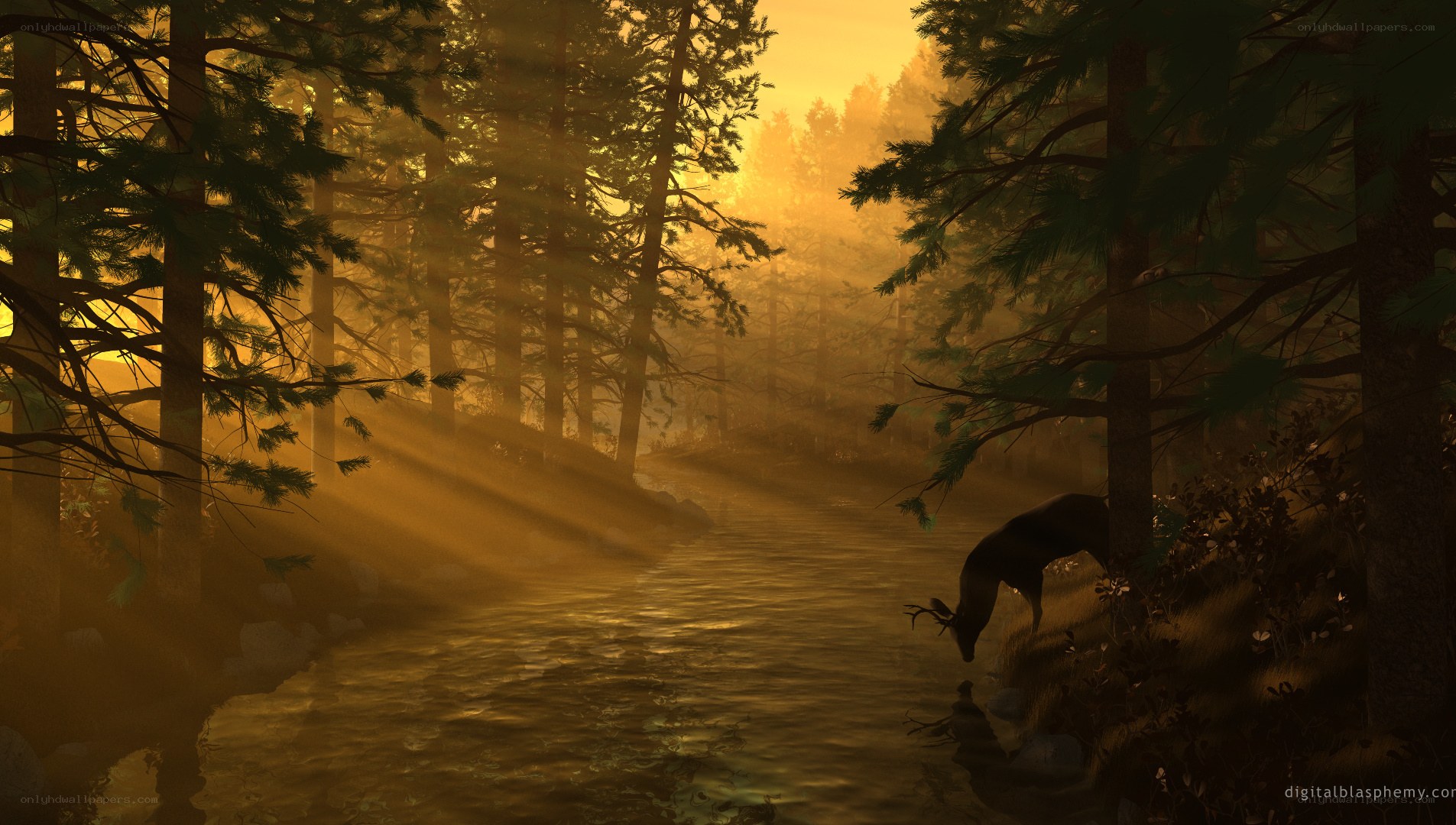 Deer drinking at sunset
