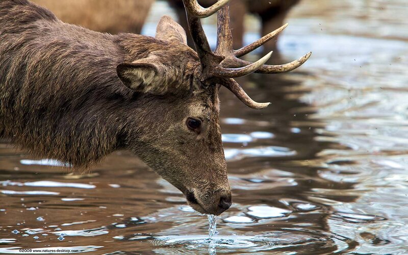 deer drinking from a stream