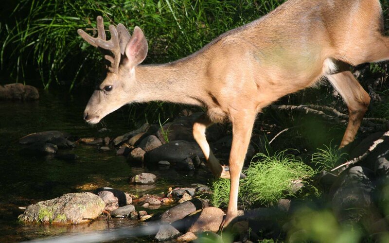 Deer Drinking from Stream — Brown, Serene