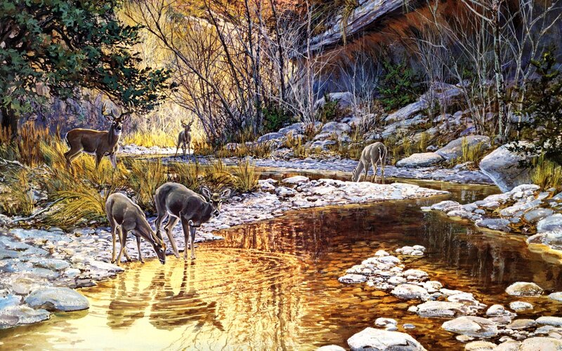 Deer Drinking from Stream — Brown