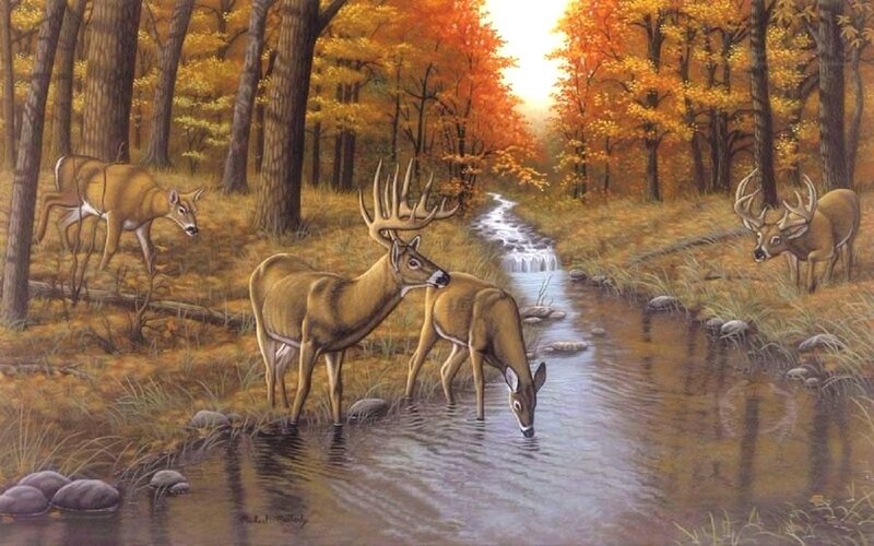 Deer Drinking from Stream — Orange