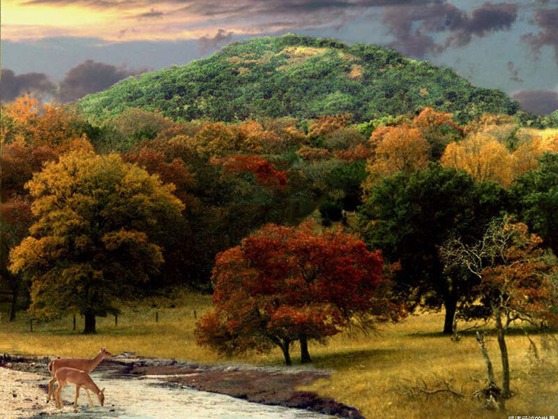 Deer Drinking from Stream