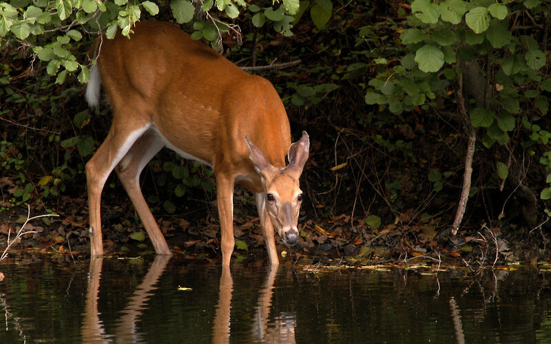 Deer Drinking Water — Brown