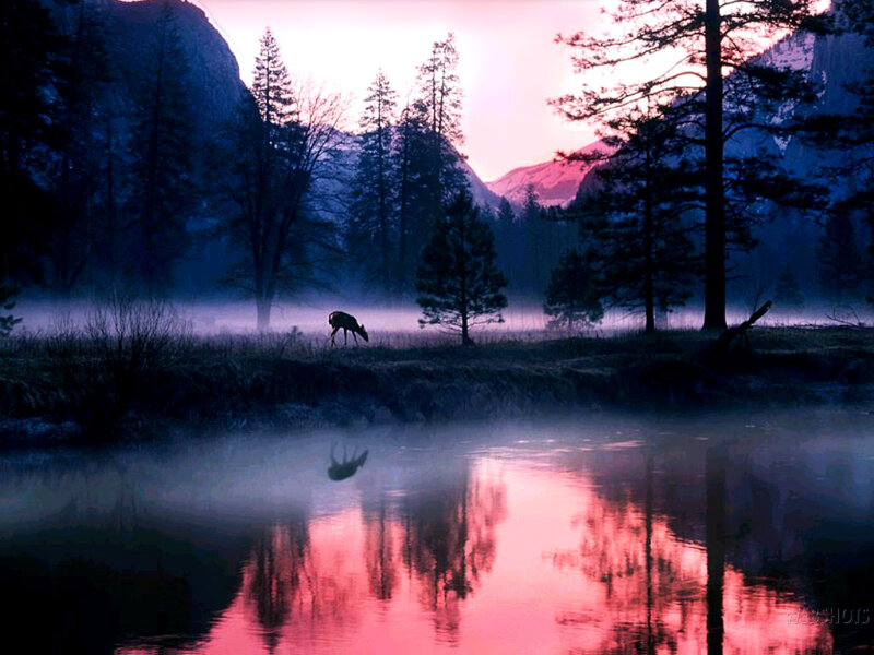 Deer Drinking Water — Pink