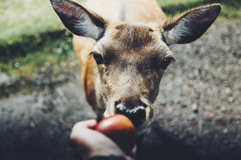 Deer Eating Apple