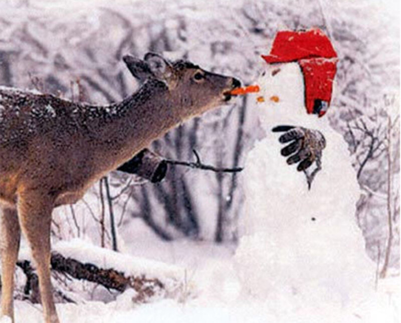 Deer Eating Carrot