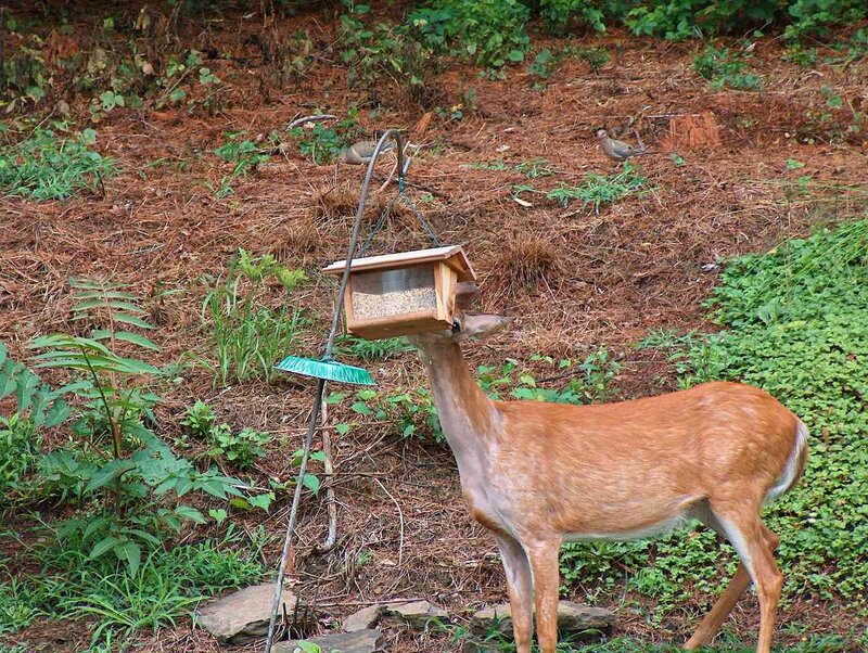 Deer Eating from Feeder