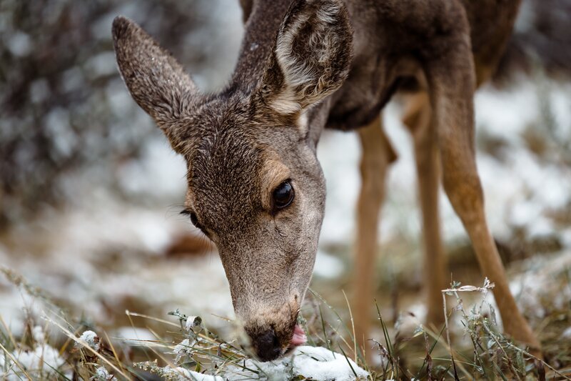Deer Eating in Snow — Brown