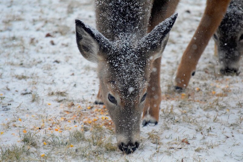 Deer eating in snow