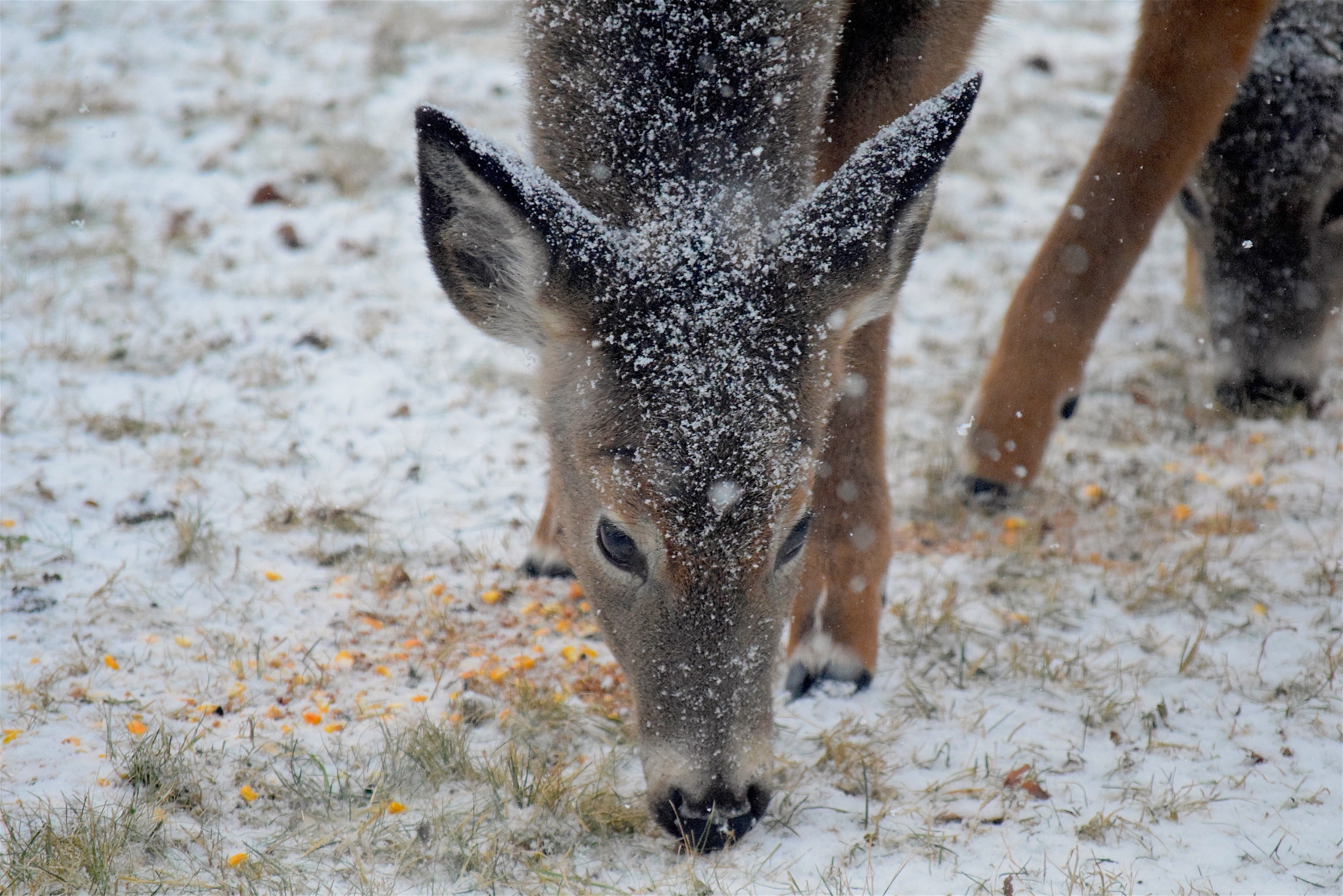 Deer eating in snow