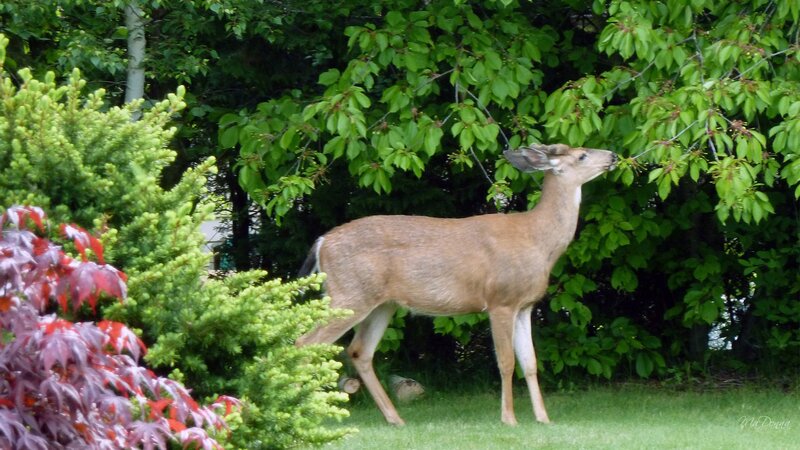 Deer Eating Leaves