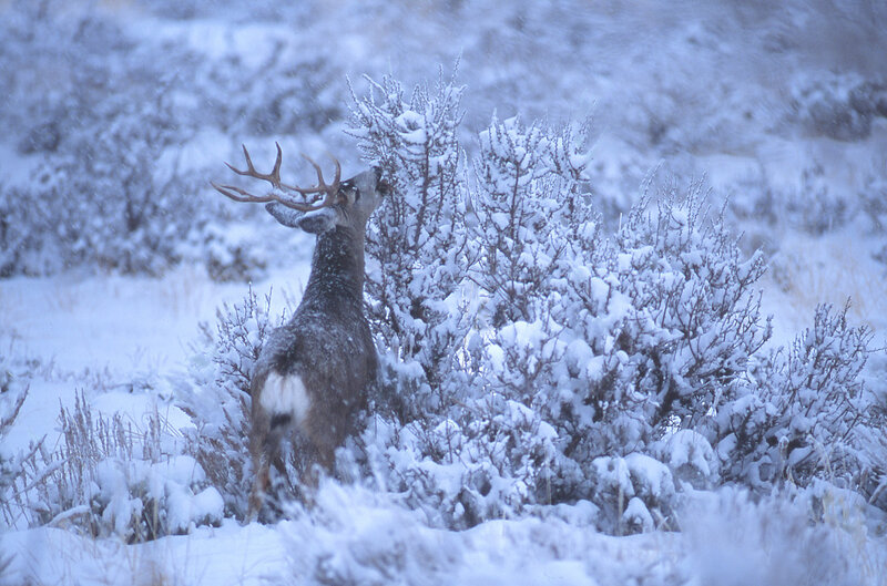 Deer Eating Snow-covered Bush