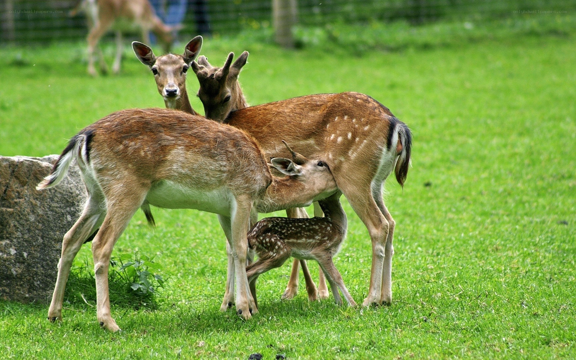 Deer family in a field