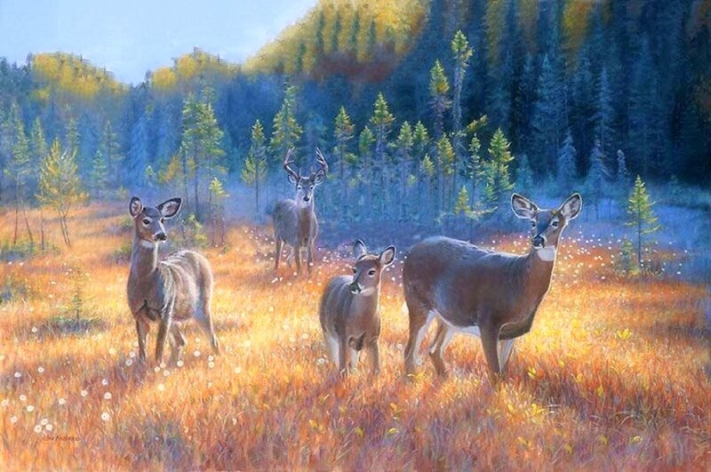 Deer Family in Field — Brown