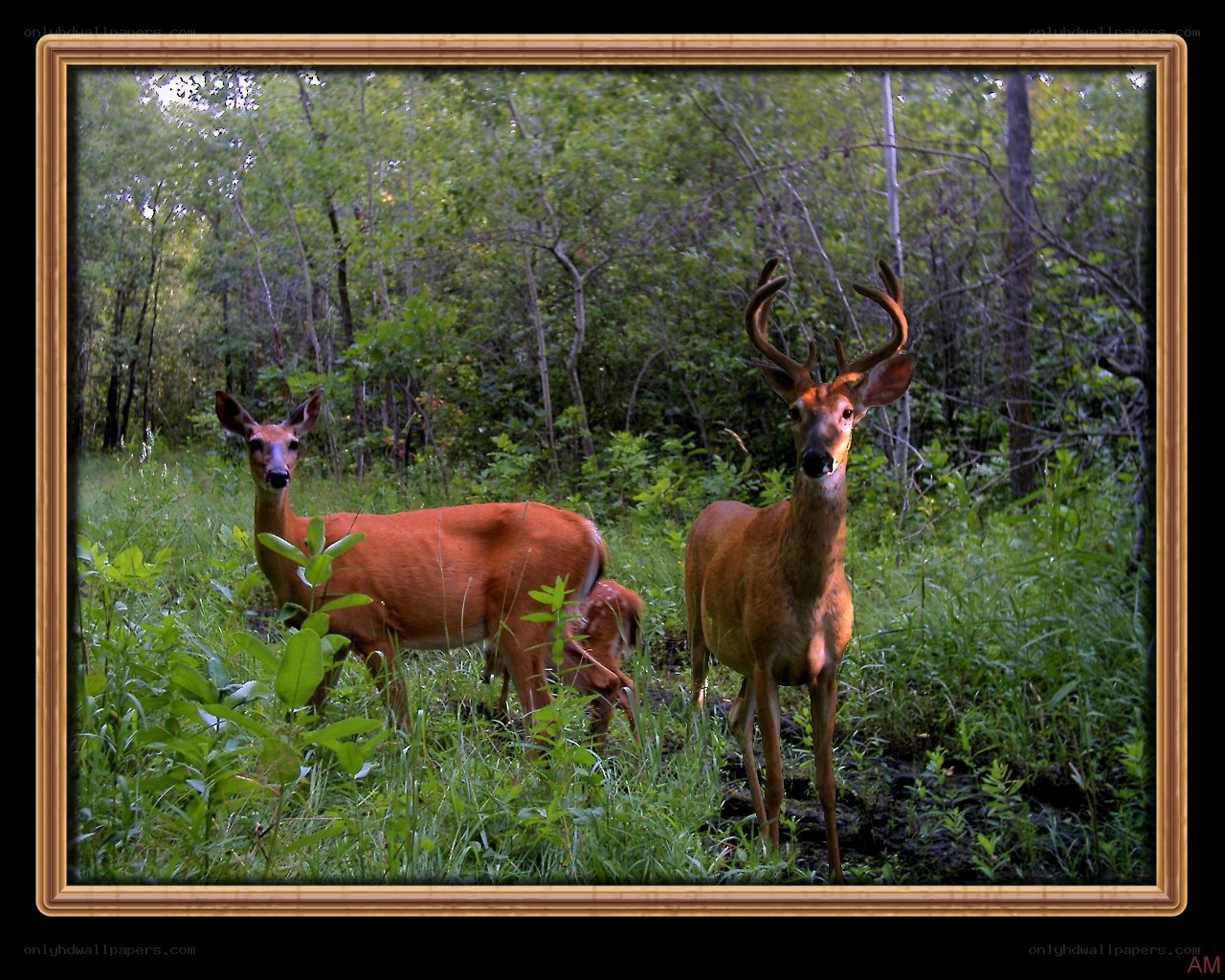 Deer family in forest