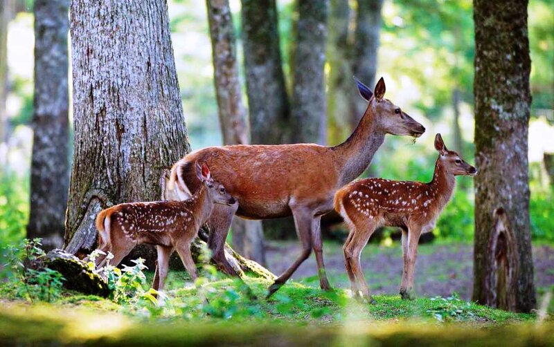Deer Family in Forest — Brown