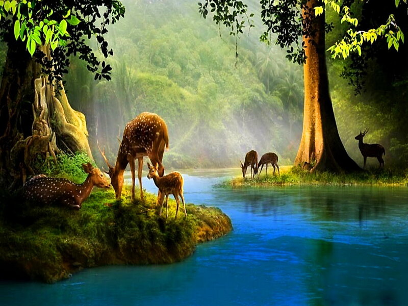 Deer Family in Forest — Green, Serene