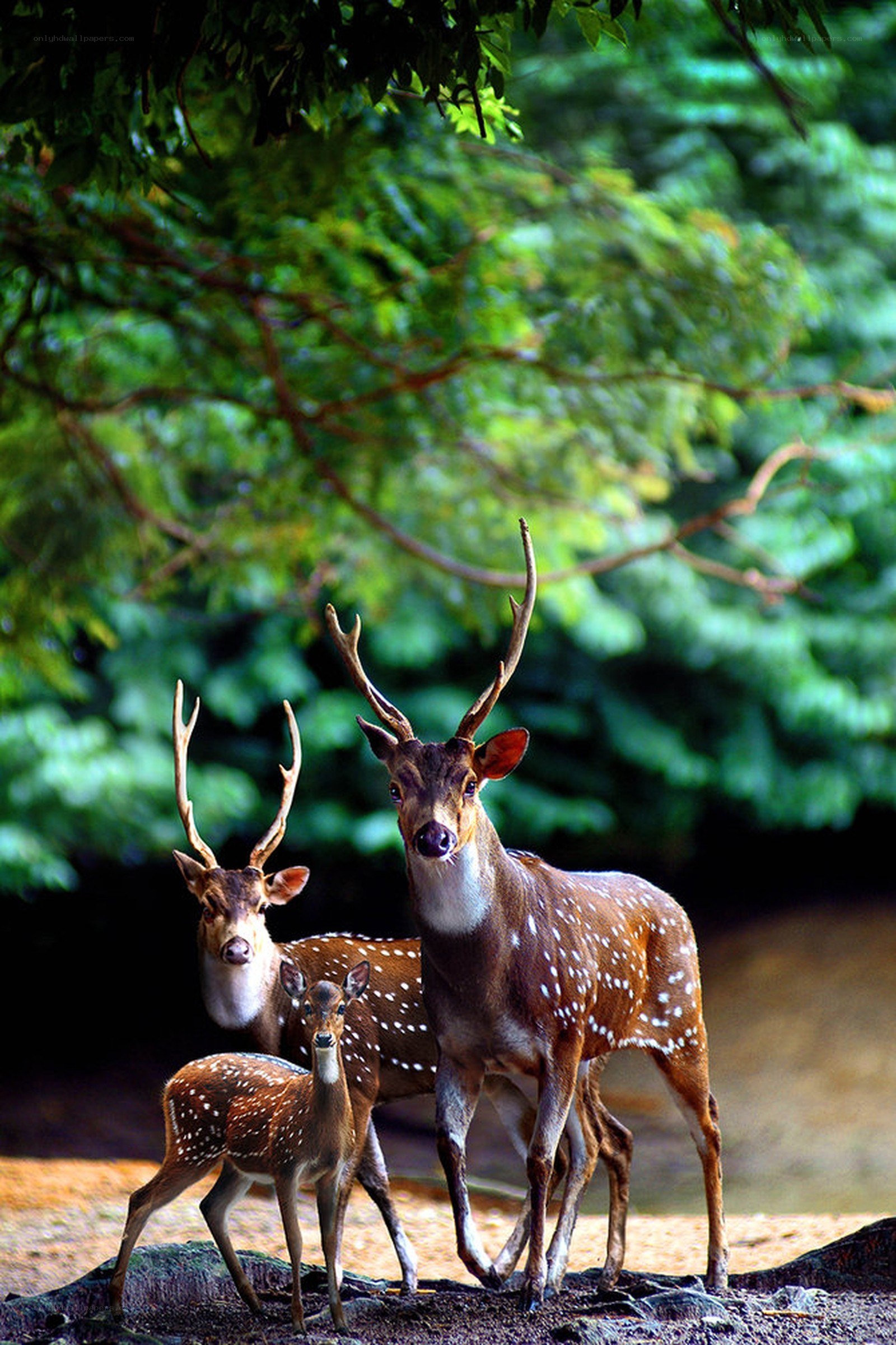 Deer family in forest