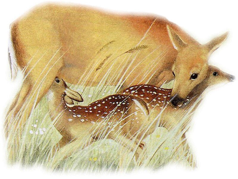 Deer Family in Grass — Brown