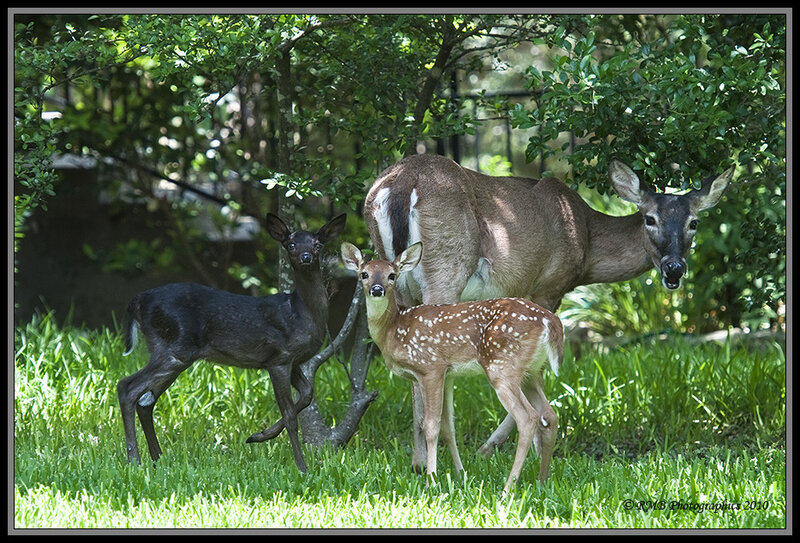 Deer Family in Grass