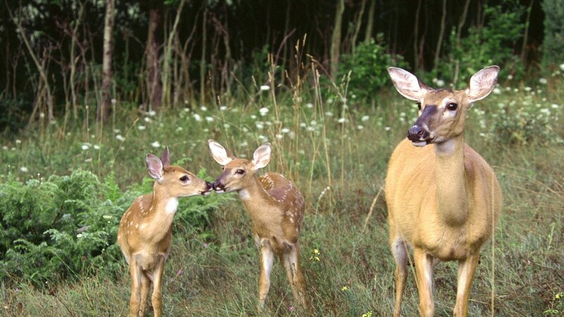 Deer family in meadow
