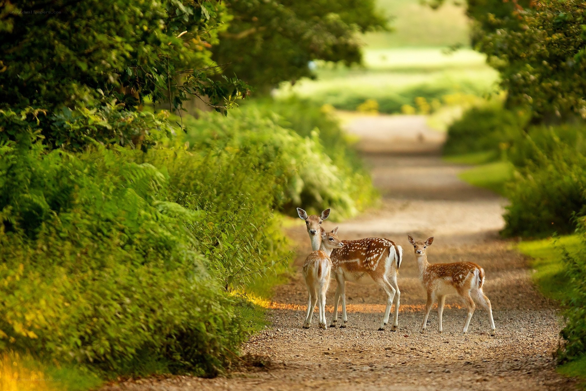 Deer family on a forest path