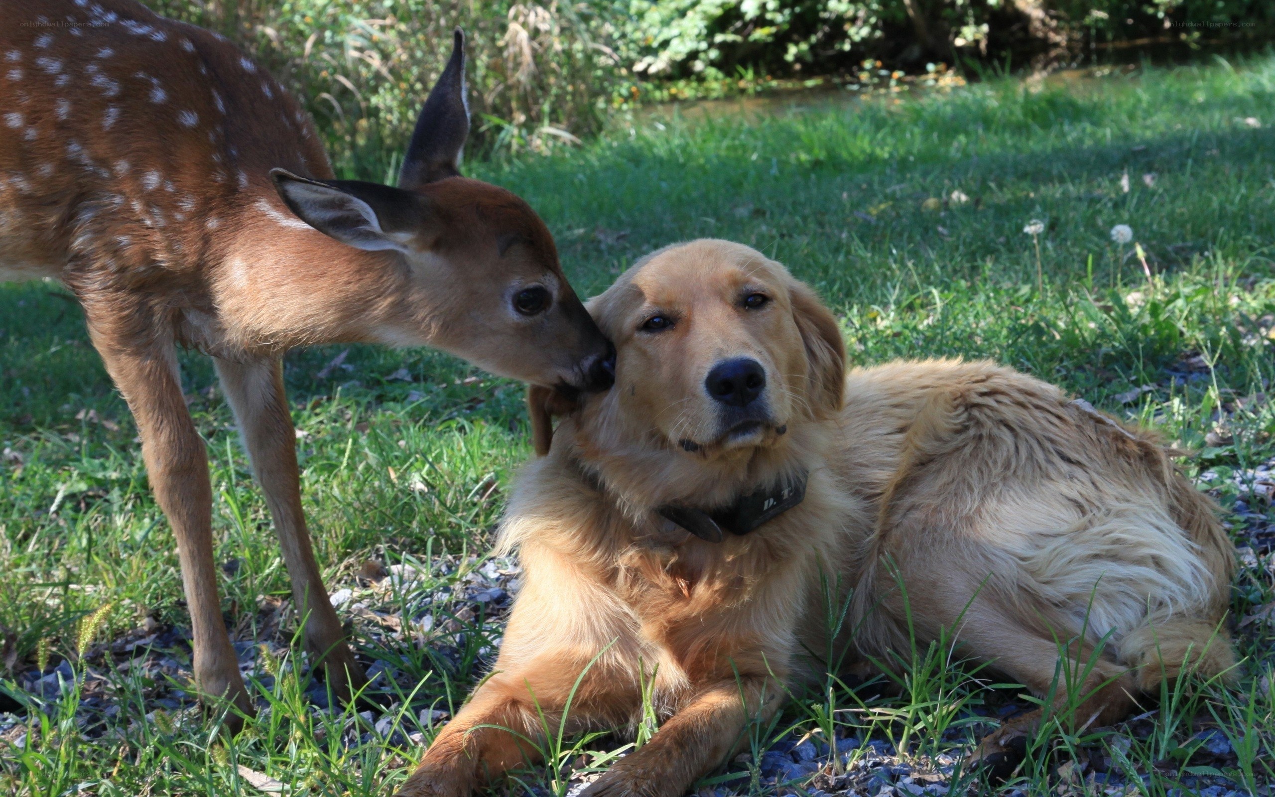 Deer fawn nuzzles golden retriever